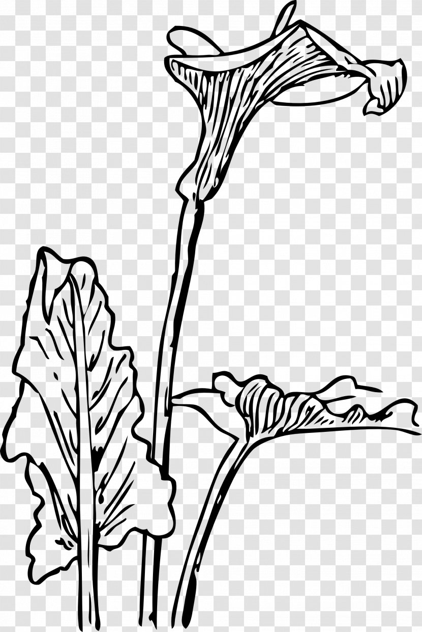 Arum-lily Flower Bog Arum Clip Art - Lilium Transparent PNG