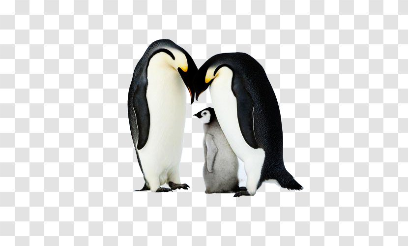 King Penguin Antarctica - Stock Photography - Three Penguins Transparent PNG