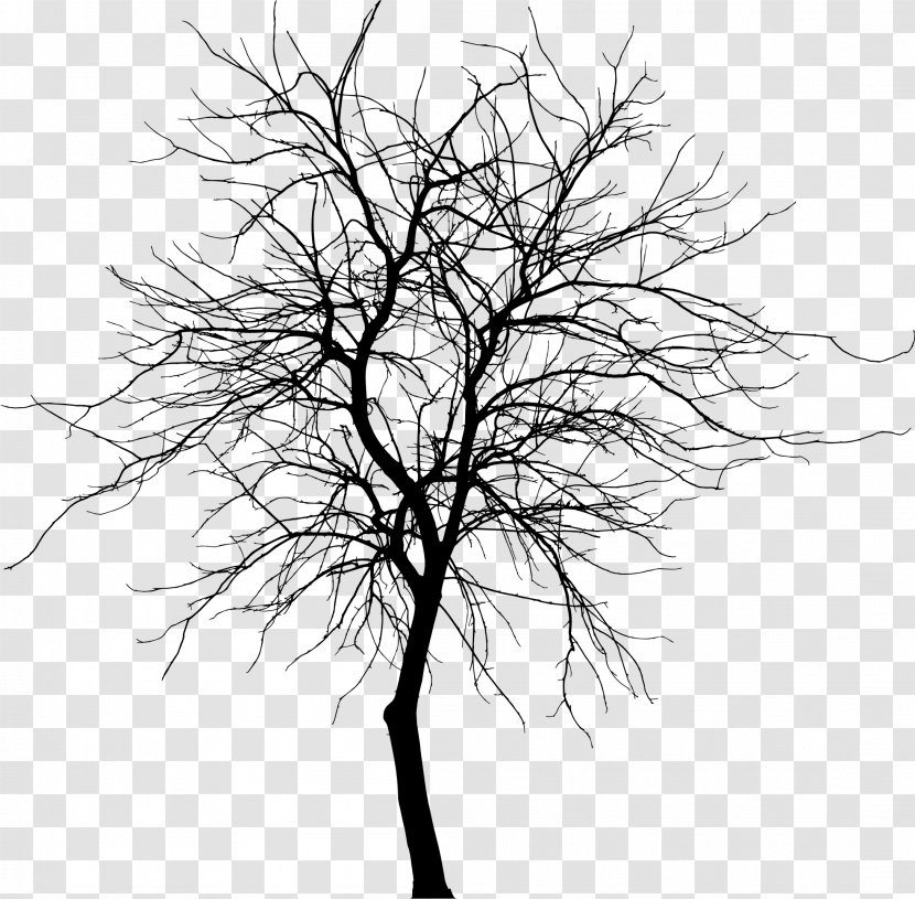 Tree Silhouette Branch Drawing Clip Art - Flowering Plant - Thin Transparent PNG