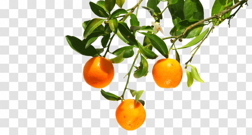 Clementine Mandarin Orange Tangerine Bitter - Local Food Transparent PNG