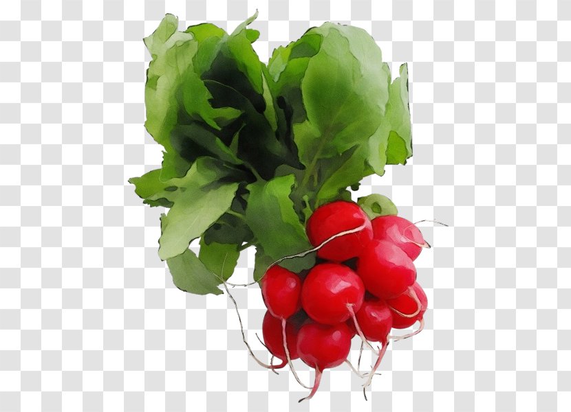 Radish Vegetable Natural Foods Food Plant - Superfood Leaf Transparent PNG