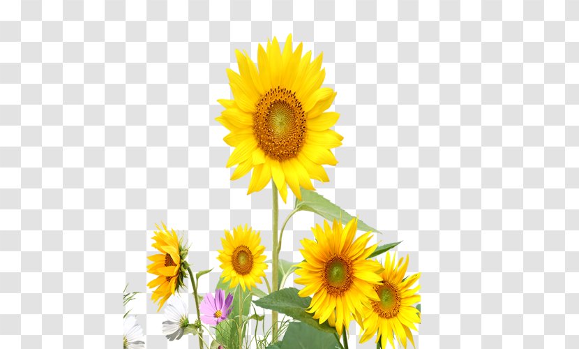 Common Sunflower Yellow - Poster Transparent PNG