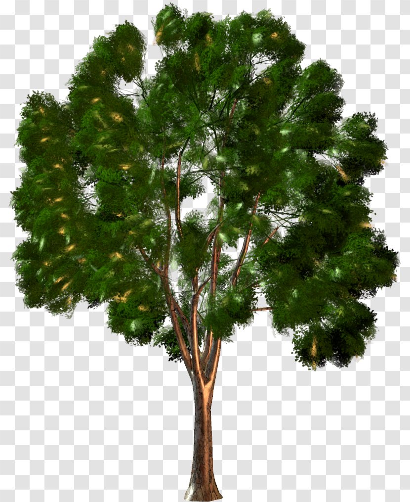Tree Forest Shrub Clip Art - Email Transparent PNG