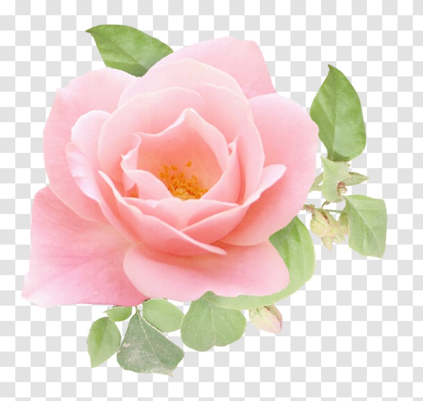 Garden Roses Image Clip Art Download - Advertising - Flowering Plant Transparent PNG
