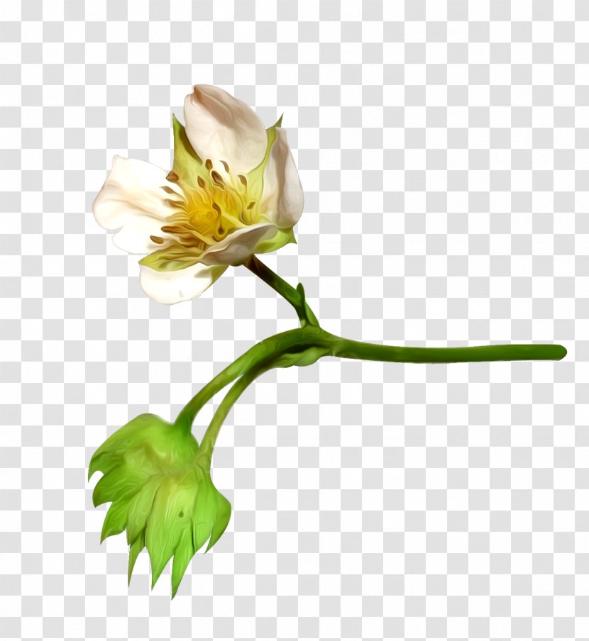 Cotton Flower Clip Art - Plant - Elements Transparent PNG