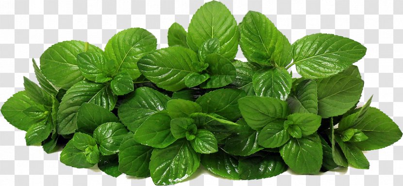 Mentha Spicata Lettuce Peppermint Herb - Spring Greens - Mint Photos Transparent PNG