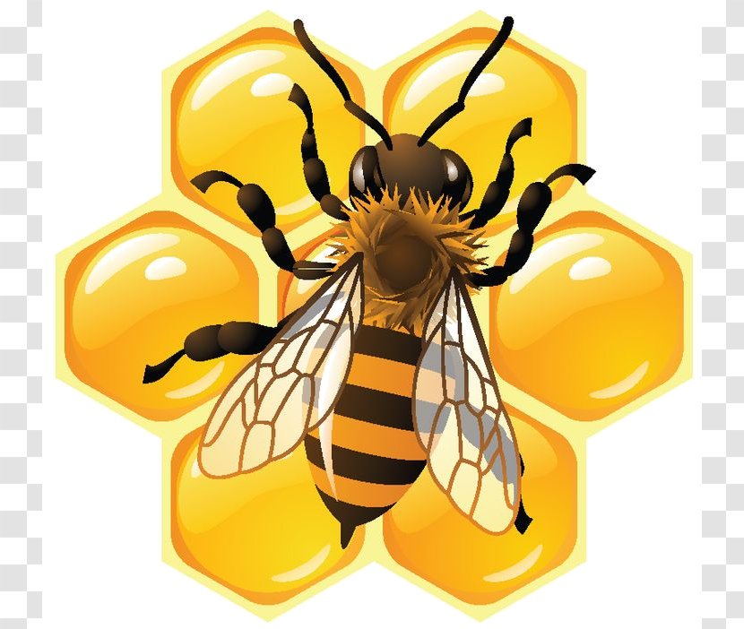 Honey Bee Honeycomb Food - Pollinator Transparent PNG