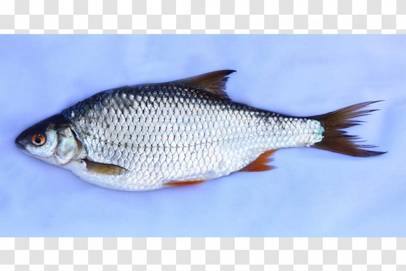 Kipper Smoking Fish Northern Pike Salting - Cheese Transparent PNG