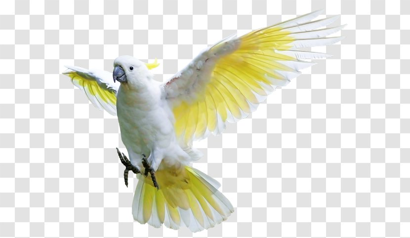 Rock Dove Lovebird Budgerigar Sulphur-crested Cockatoo - Bird Transparent PNG