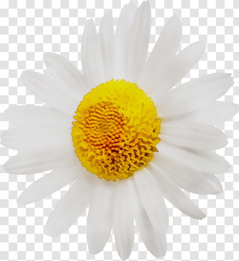 Oxeye Daisy Common Flower Marguerite Stock Photography - Bouquet Transparent PNG