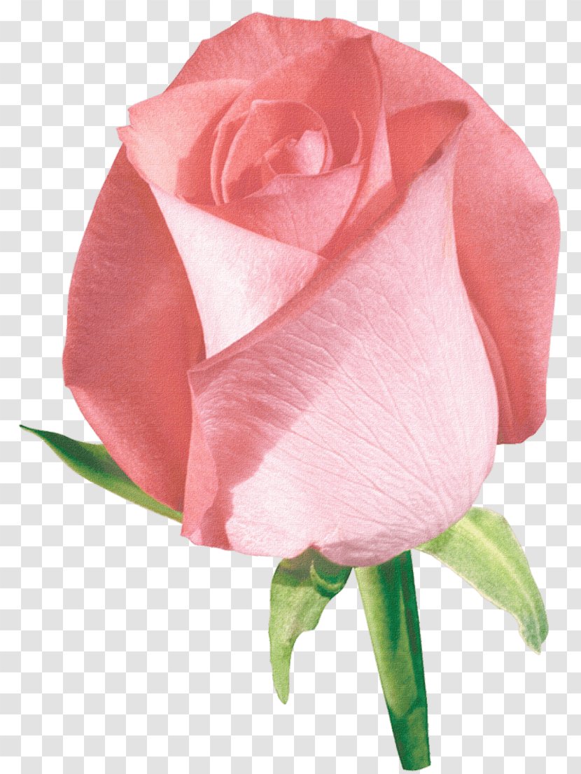 Garden Roses Flower Floral Design Clip Art - Bouquet - Beautiful Rose Transparent PNG