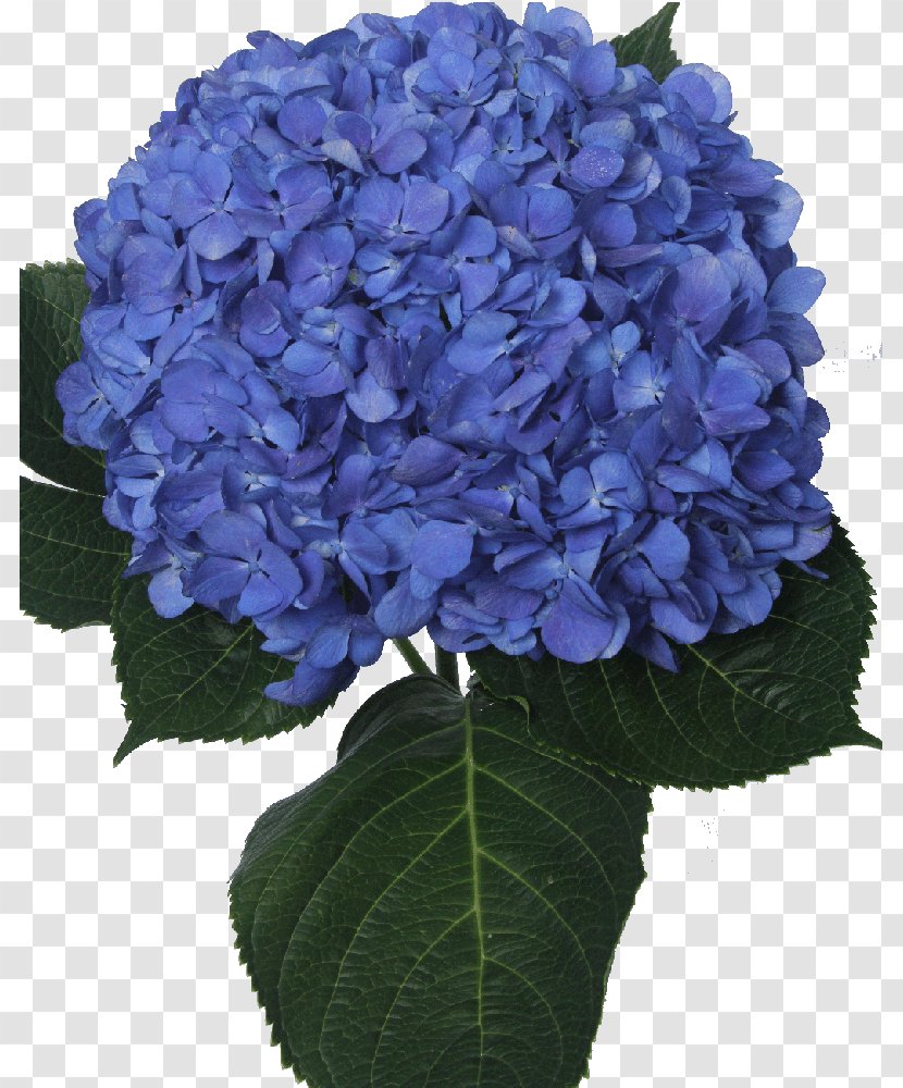 Panicled Hydrangea Blue Cut Flowers Violet - Cornales Transparent PNG