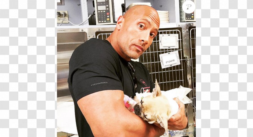 Dwayne Johnson French Bulldog The Rock Says-- : Most Electrifying Man In Sports-entertainment Puppy Death Transparent PNG