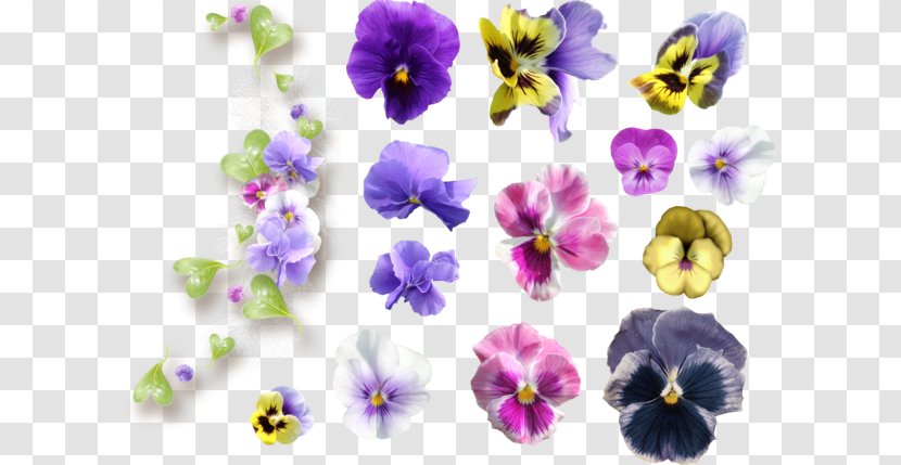 Pansy Violet Flower Common Hibiscus Transparent PNG