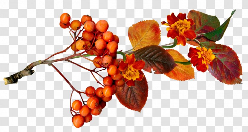 Autumn Berry Acorn Auglis Transparent PNG