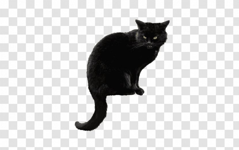Bombay Cat Clip Art Siberian Kitten - Black Panther Transparent PNG