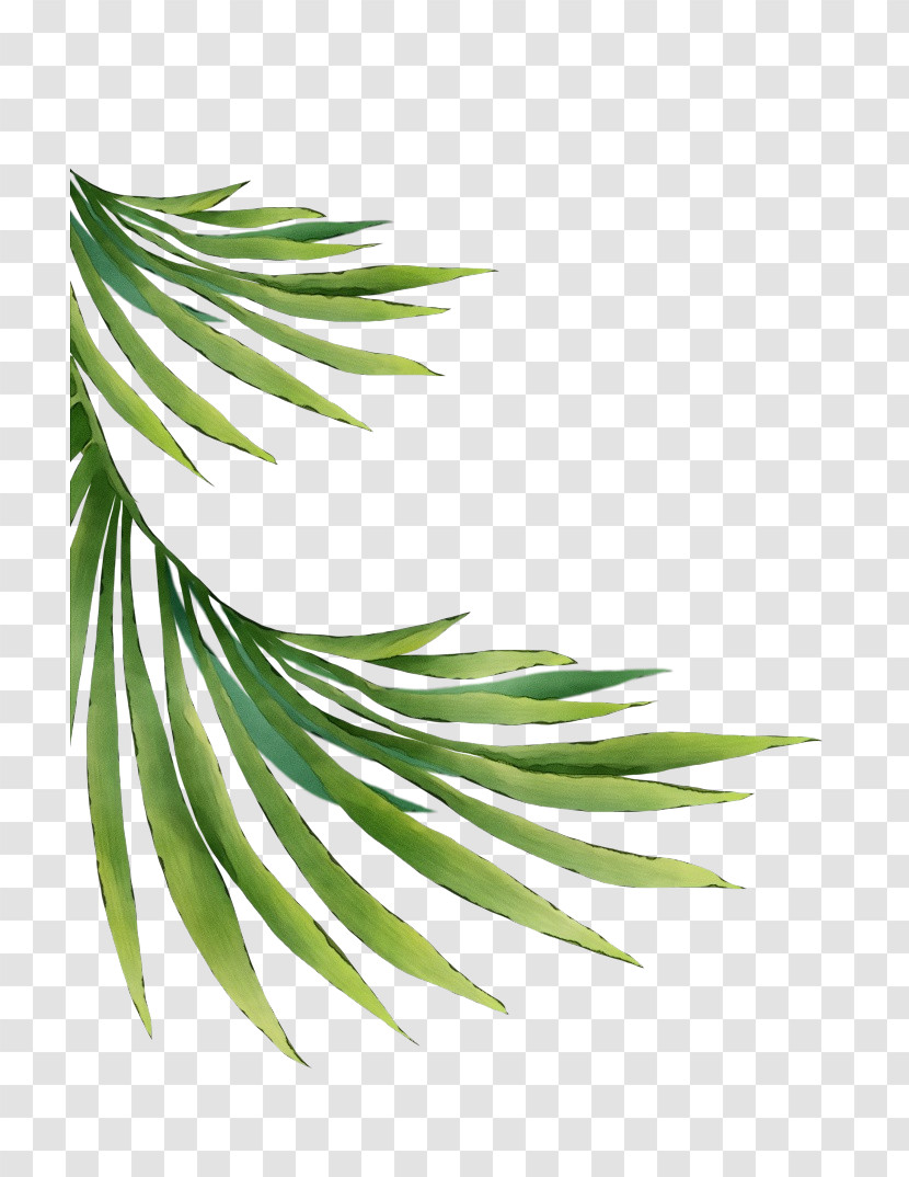 White Pine Tree Leaf Plant Oregon Pine Transparent PNG