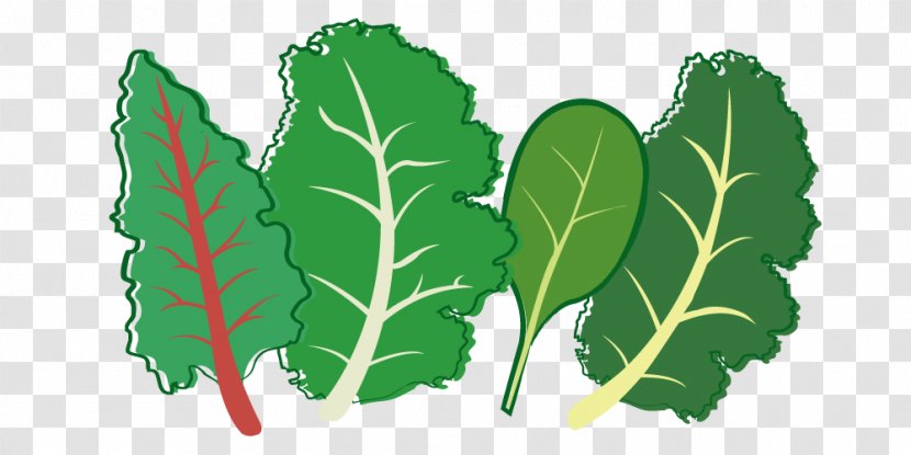 Herb Leaf Vegetable Plant Stem Seed - Organism - Garden Transparent PNG