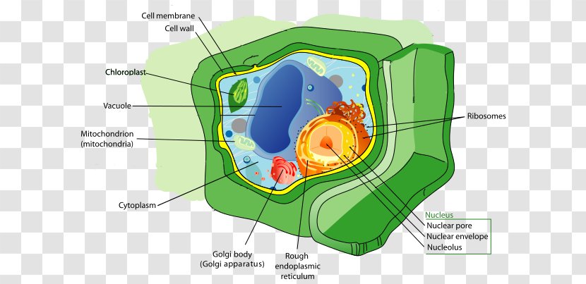 Plant Cell Biology Organelle - Frame - Cellular Chart Transparent PNG