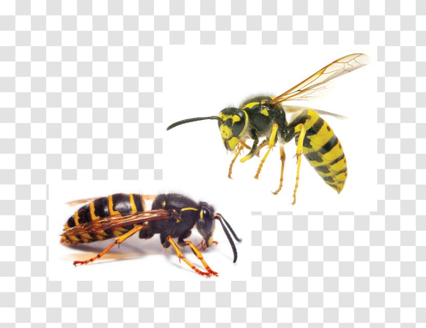 Characteristics Of Common Wasps And Bees Hornet Insect Yellowjacket - Wasp Transparent PNG