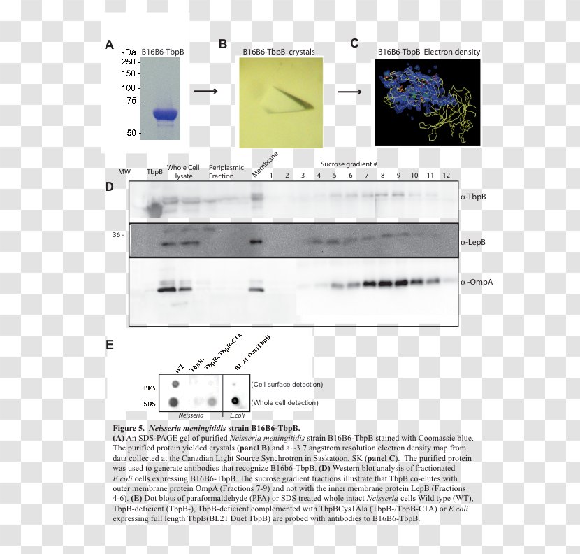 X-ray Crystallography Structural Biology - Text - Biochemistry Transparent PNG