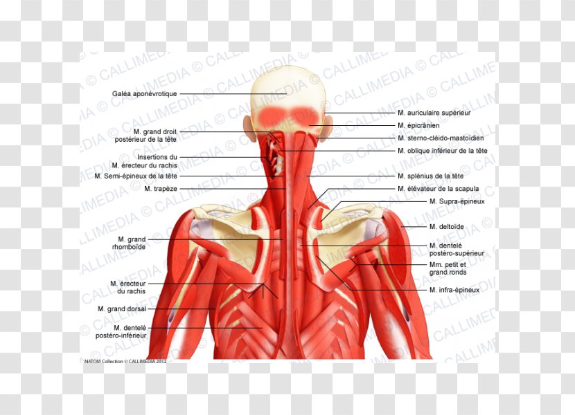Posterior Triangle Of The Neck Head And Anatomy Human Body Muscle - Cartoon Transparent PNG