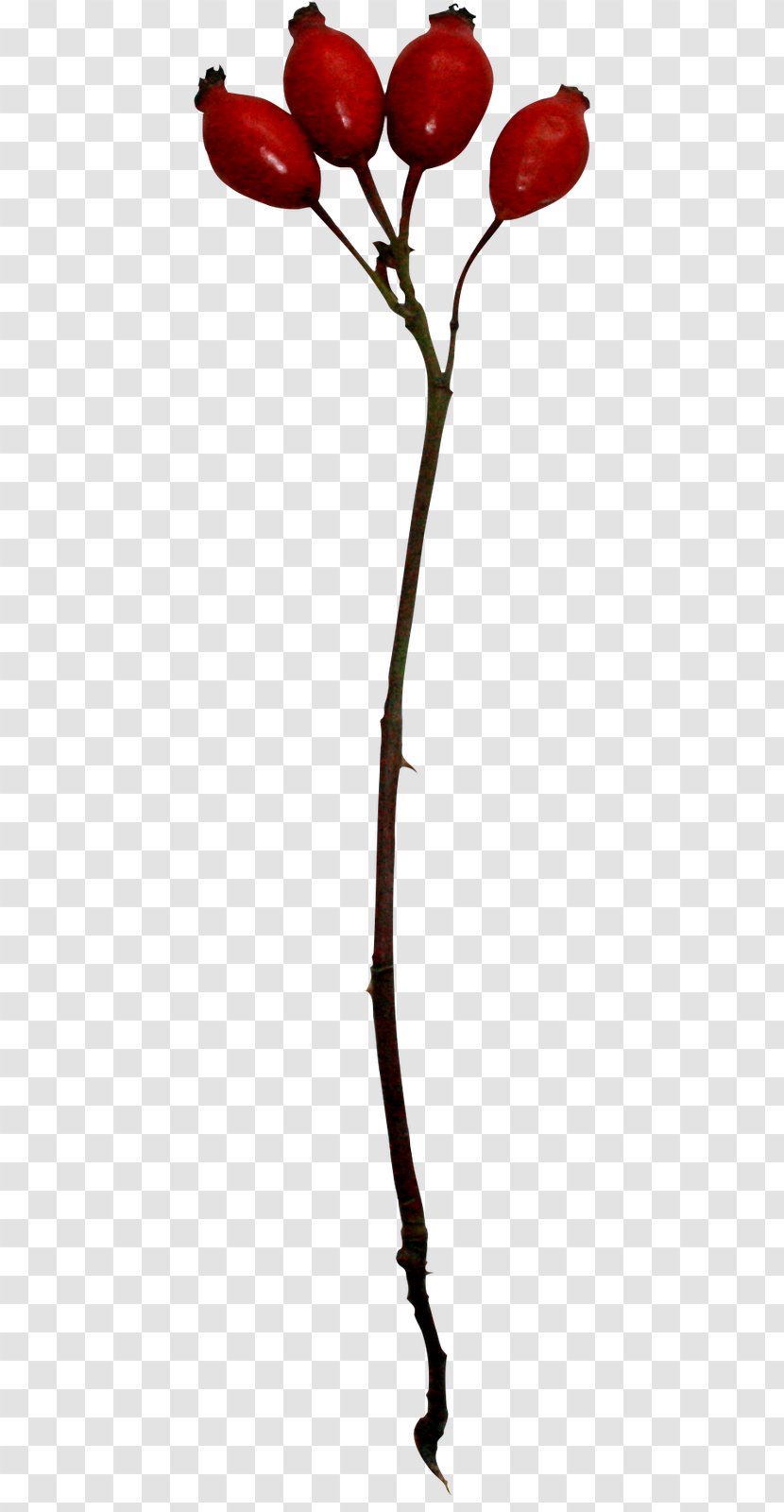 Spanish 28 June Scrapbooking Flowering Plant Twig - Tree Transparent PNG