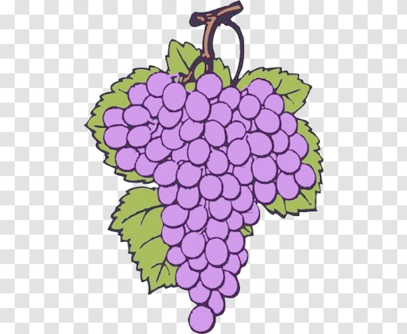 Common Grape Vine Wine Clip Art - Flowering Plant - Purple Grapes Transparent PNG