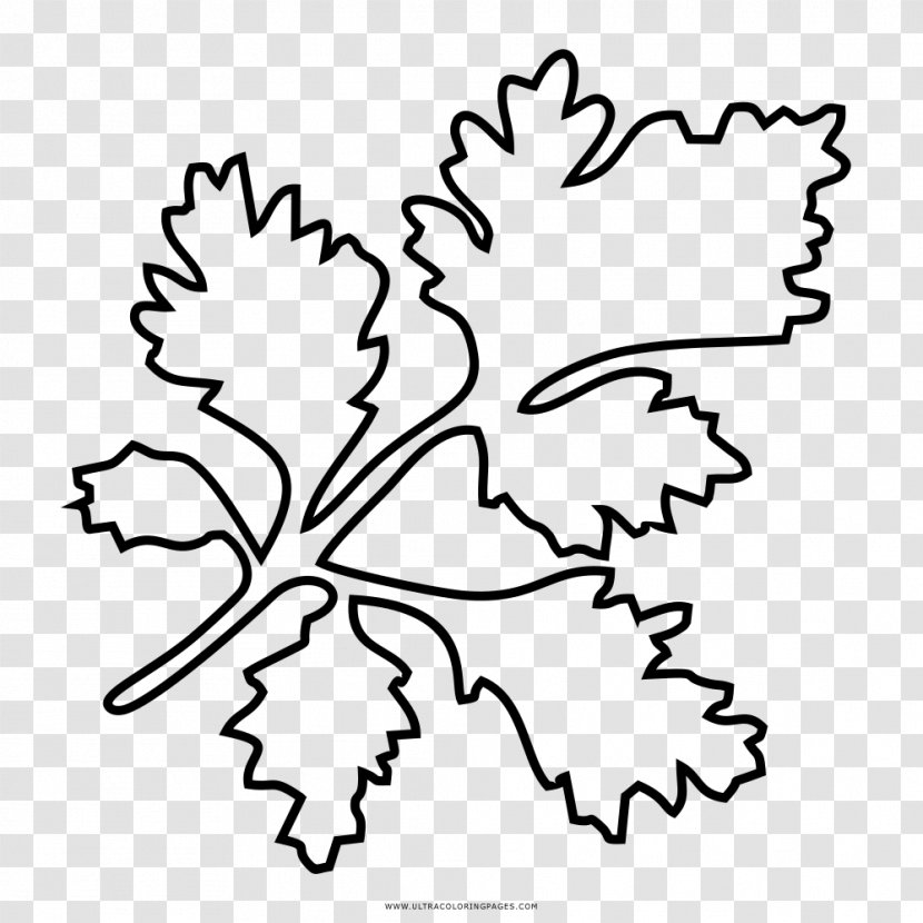 Drawing Coloring Book Parsley Line Art - Organism - Child Transparent PNG