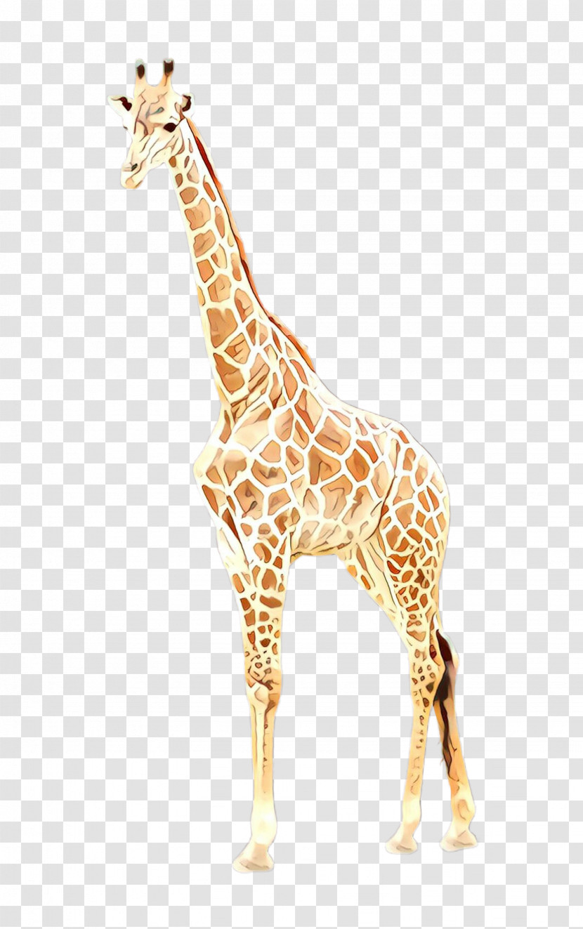 Giraffe Giraffidae Wildlife Animal Figure Neck Transparent PNG