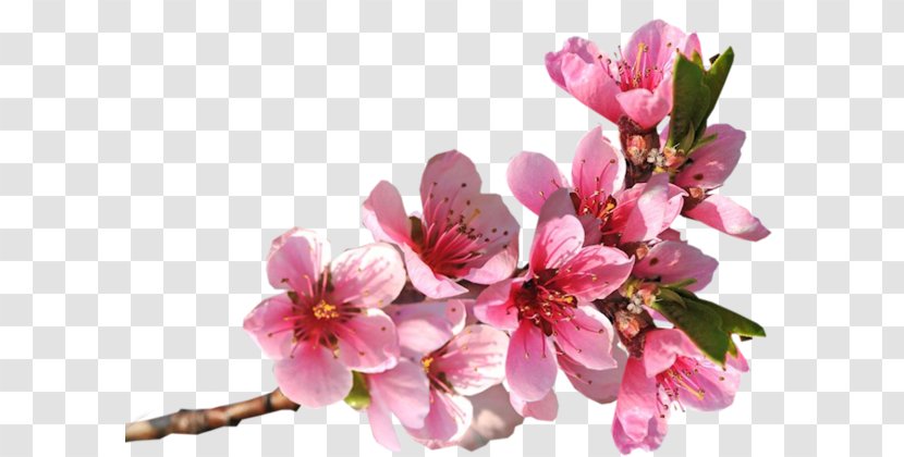 Blingee - Flower - Flowers Birds Transparent PNG