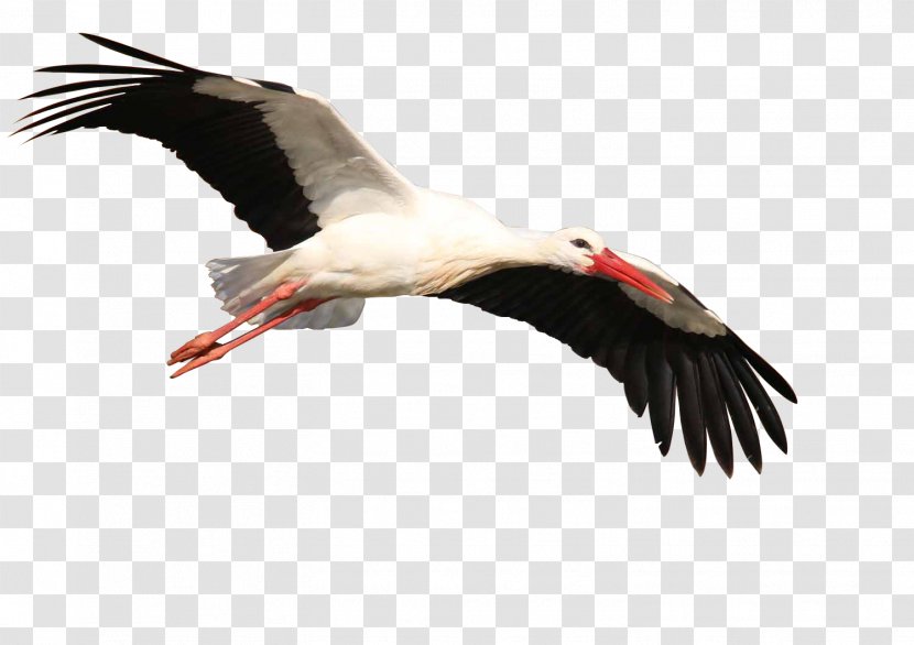 White Stork Bird Crane Beak Transparent PNG