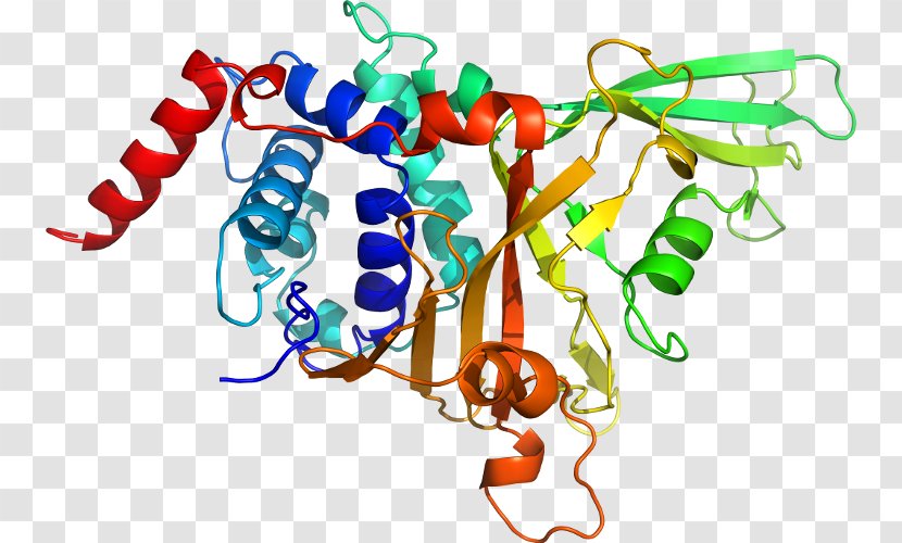 Neurotrophin Trk Receptor Tropomyosin Kinase A B Neurotrophic Factors - Organism Transparent PNG