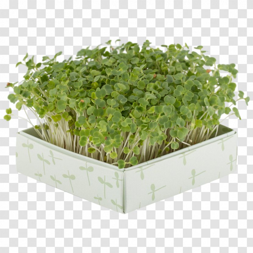 Møllerup Radish Advance Nonwoven A/S Ecology Danish Krone - Herb - Rucola Transparent PNG