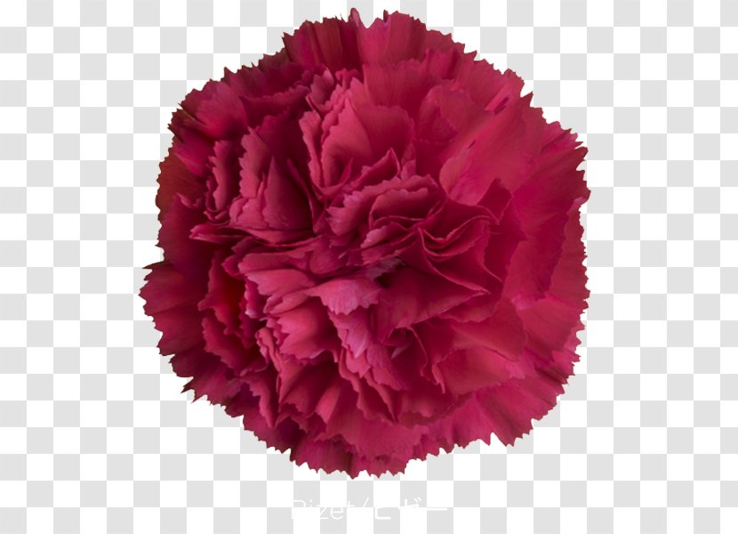 Carnation Cut Flowers Peony Petal WordPress - Pink Transparent PNG
