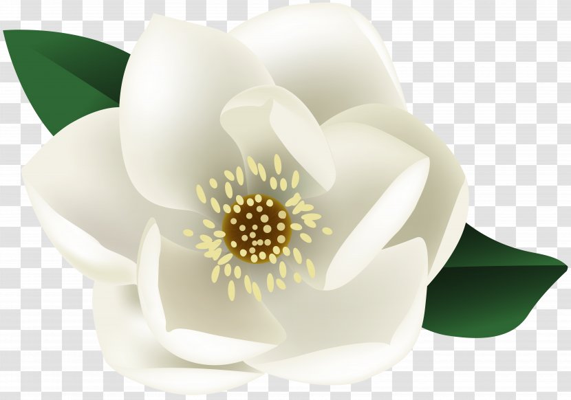 Clip Art Flower Desktop Wallpaper Image - Mock Orange Transparent PNG