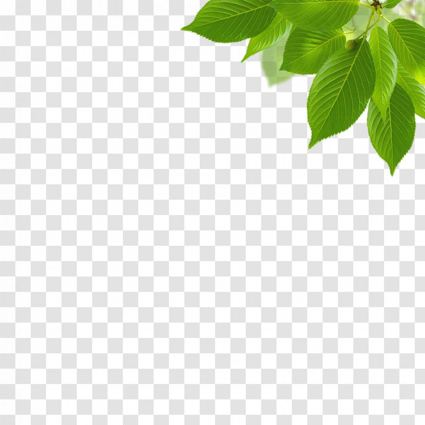 Green Light - Leaves Transparent PNG