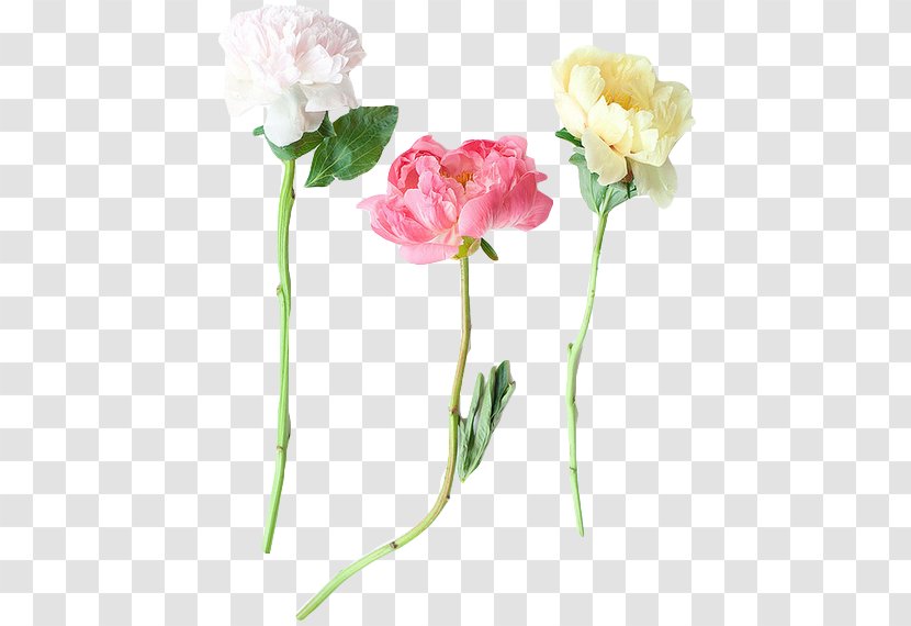 Garden Roses Peony Flower Tumblr Plant Stem - Floristry Transparent PNG