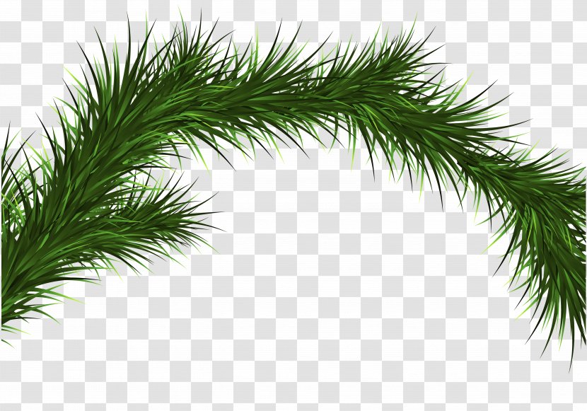 Pine Tree Spruce Conifers Plant - Conifer - Noel Transparent PNG