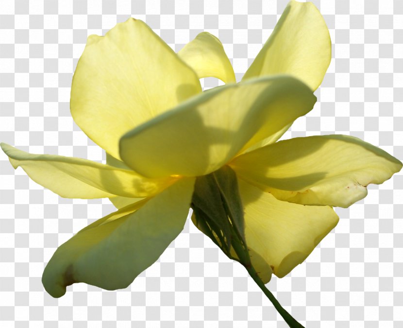 Beach Rose Flower Yellow - Cut Flowers Transparent PNG
