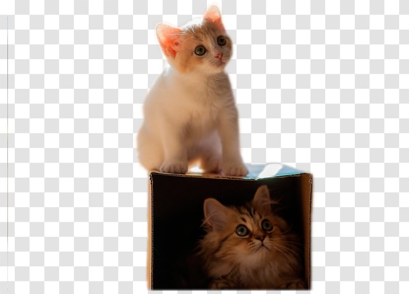 Kitten Cat Wallpaper - Small To Medium Sized Cats - Staring Transparent PNG