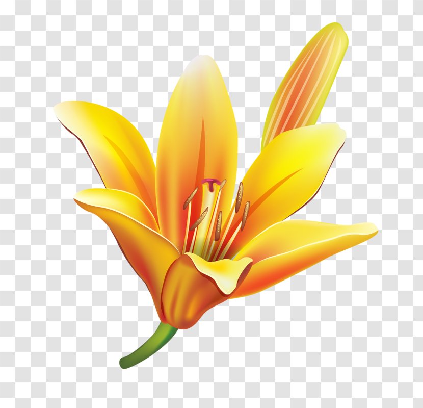 Plant Stem Clip Art - Yellow - Petal Transparent PNG