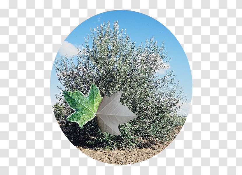 Leaf White Poplar Tree Nivea Cottonwood - Populus Alba Transparent PNG