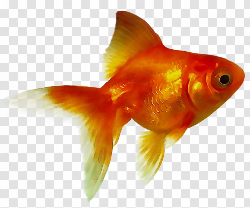 Goldfish Feeder Fish Bony Fishes Akwarium Kulowe - Marine Biology - Koi Transparent PNG
