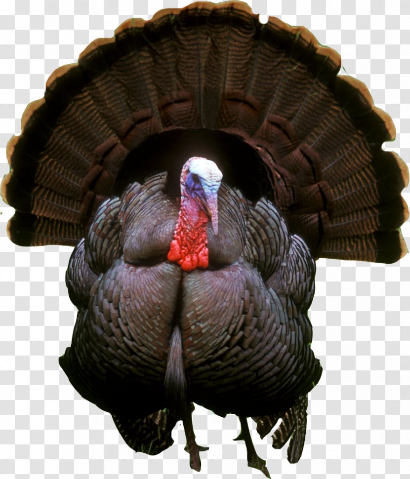 Bird Turkey Hunting Ocellated United States National Wild Federation - Turkish Transparent PNG