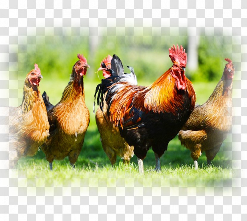 Chicken Cattle Poultry Farming Livestock - Rooster Transparent PNG