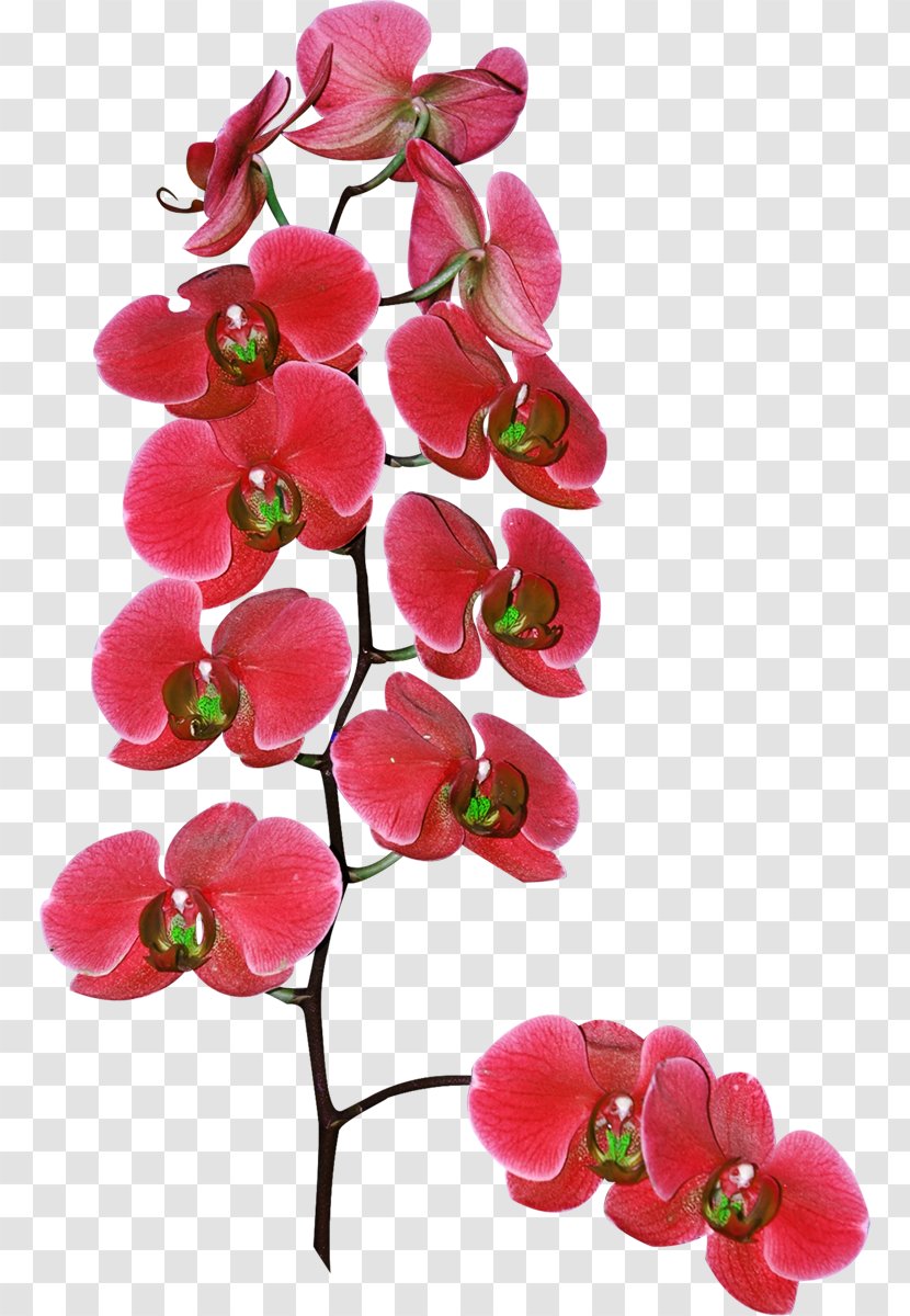 Cut Flowers Moth Orchids Plant - Stem - Flower Transparent PNG