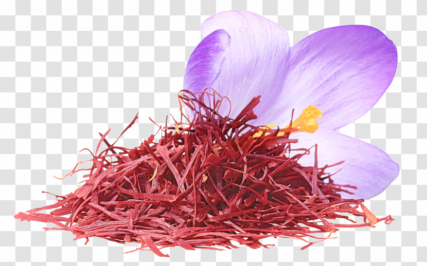 Crocus Saffron Saffron Crocus Petal Plant Transparent PNG
