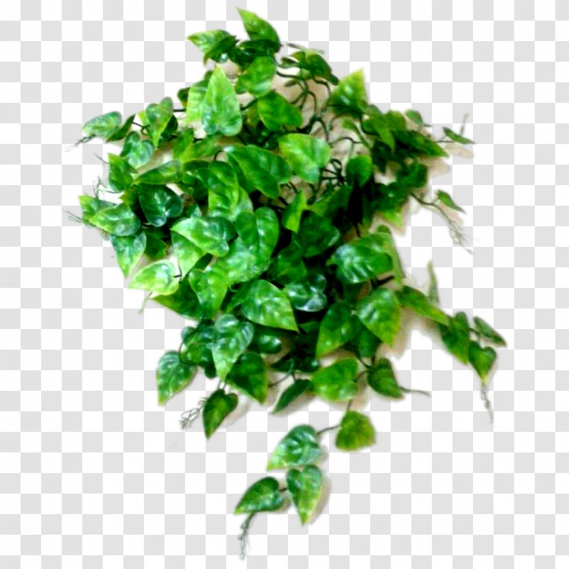 Chervil Plant Parsley Herb Coriander Transparent PNG