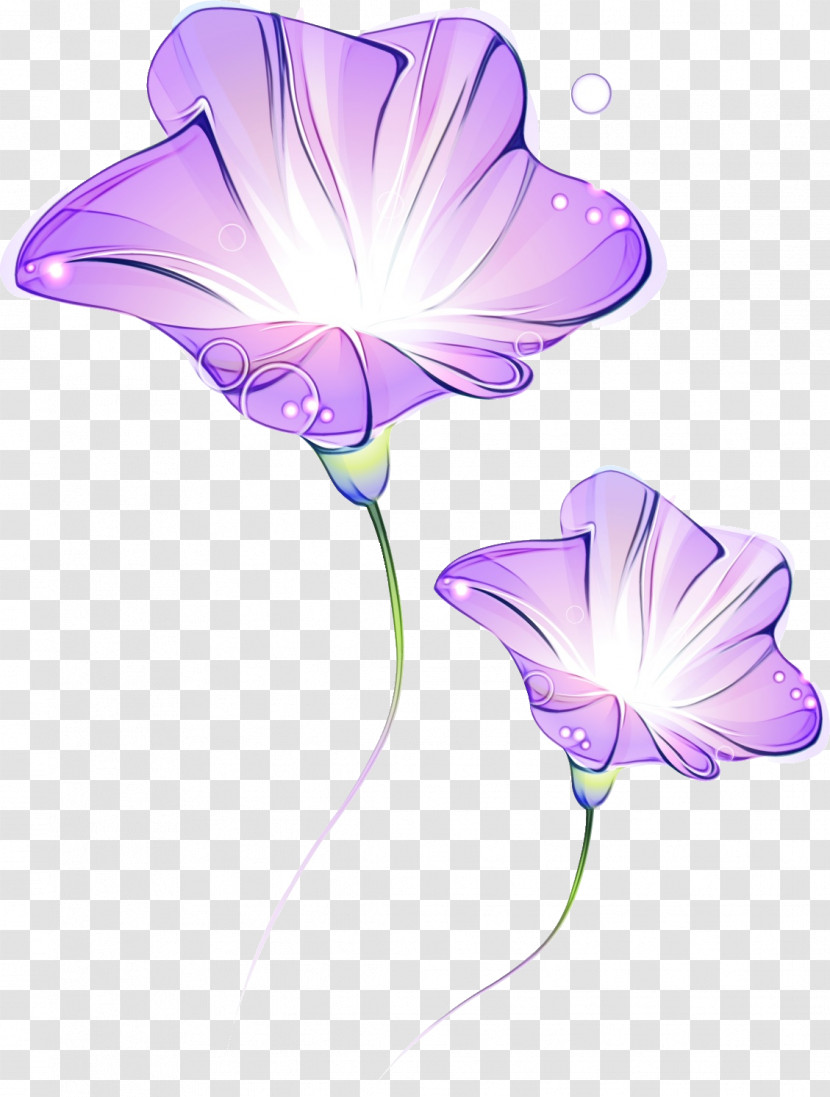 Plant Stem Herbaceous Plant Petal Bellflower Family Morning Glory Transparent PNG